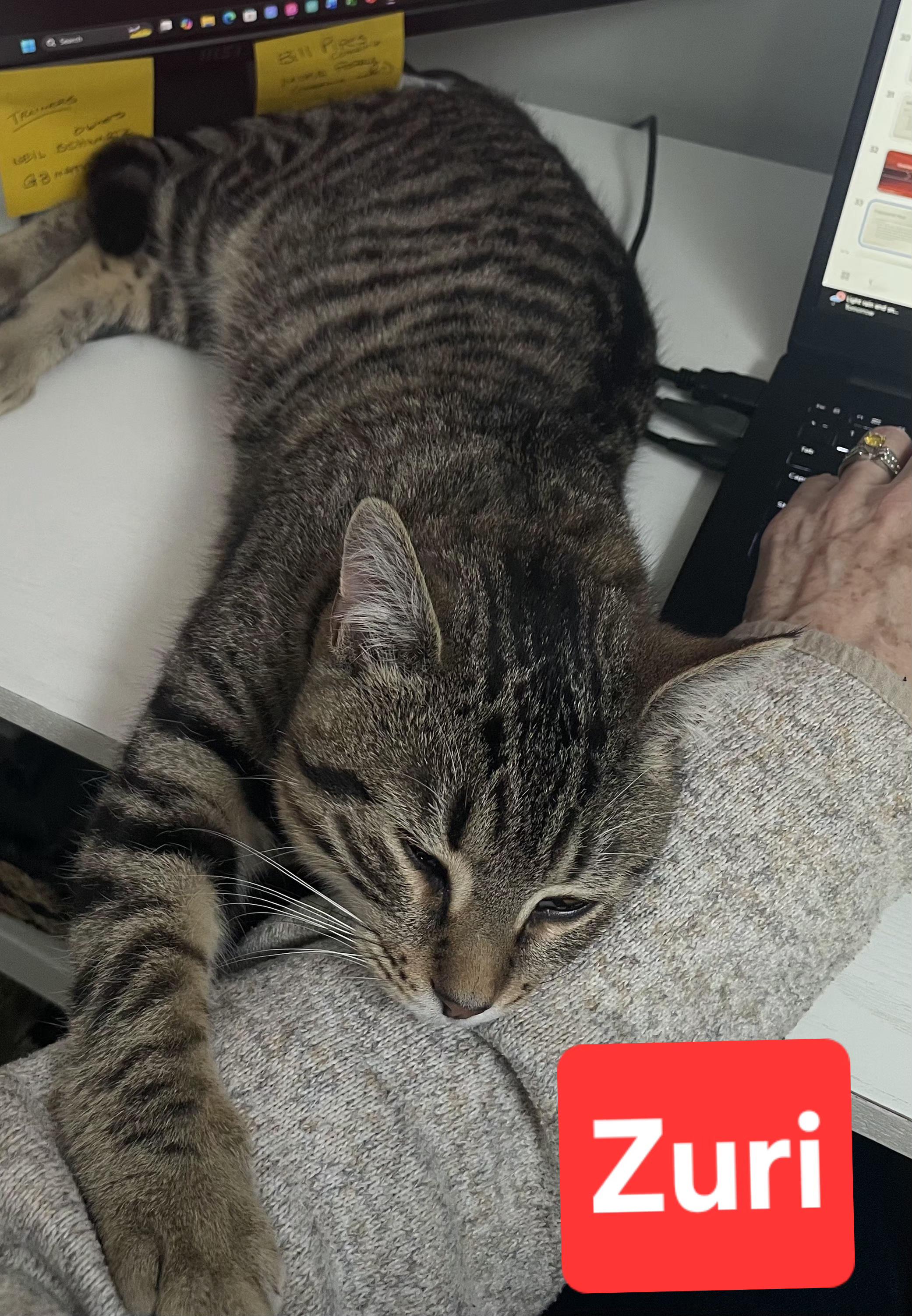 Enlarge Zuri, an adopted Tabby in Brighton, MI image 5/5