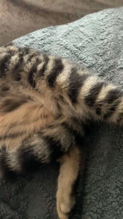 Enlarge Zuri, an adopted Tabby in Brighton, MI video 2/5