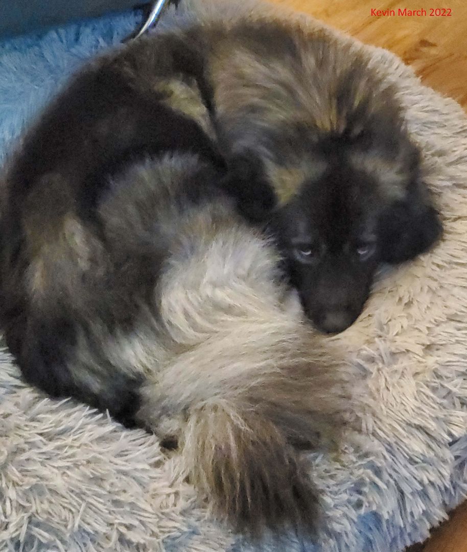 Kevin, Adopted, Adult Male Keeshond & Australian Shepherd.