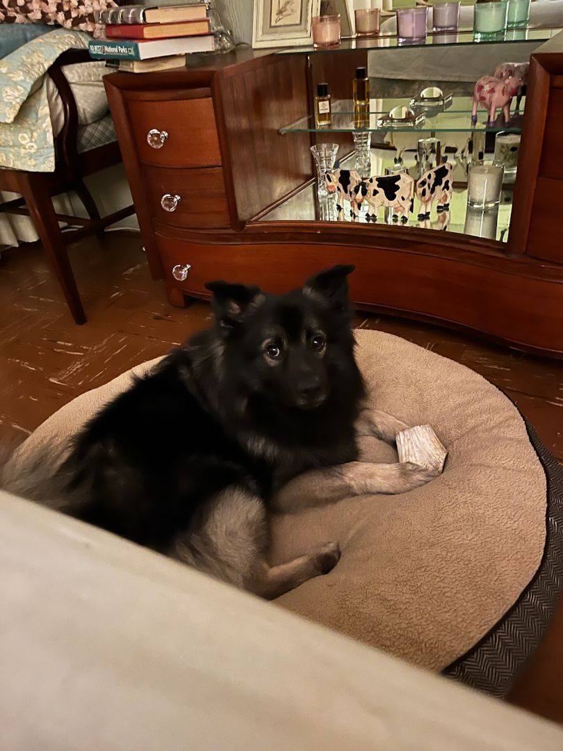 Enlarge Kevin, a Adopted mixed breed in Wonder Lake, IL image 2/4