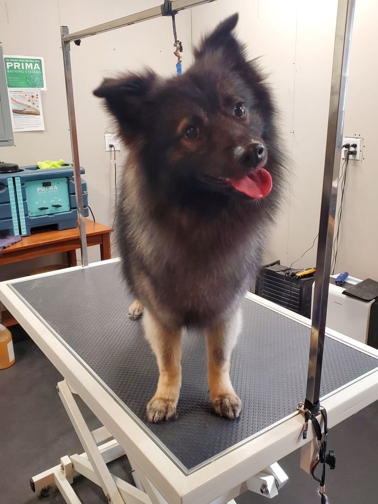 Enlarge Kevin, a Adopted mixed breed in Wonder Lake, IL image 3/4