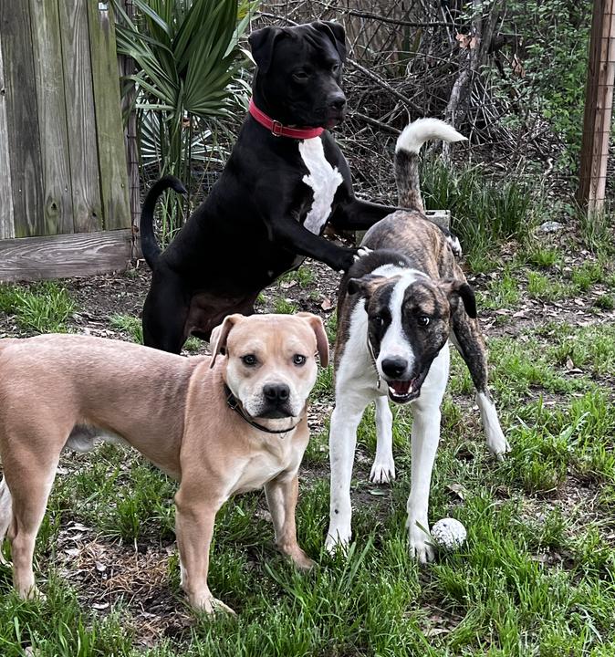 Enlarge Emilio, a Adoptable Mountain Cur in Longview, TX image 4/5