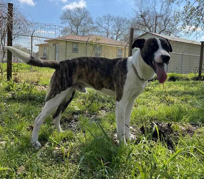 Enlarge Emilio, a Adoptable Mountain Cur in Longview, TX image 5/5