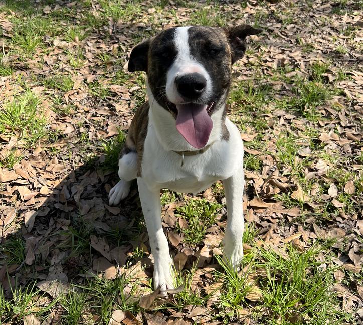 Enlarge Emilio, a Adoptable Mountain Cur in Longview, TX image 3/5