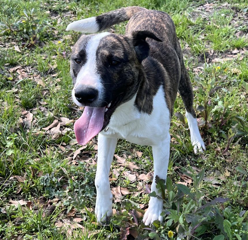 Enlarge Emilio, a Adoptable Mountain Cur in Longview, TX image 2/5