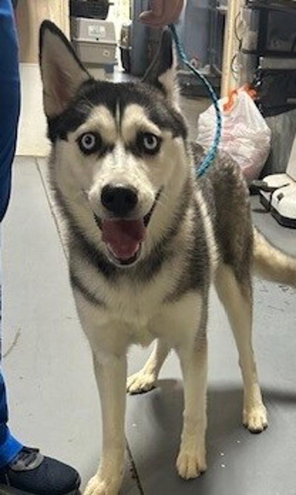 25-12-3566 Belle, Adoptable, Adult Female Husky.