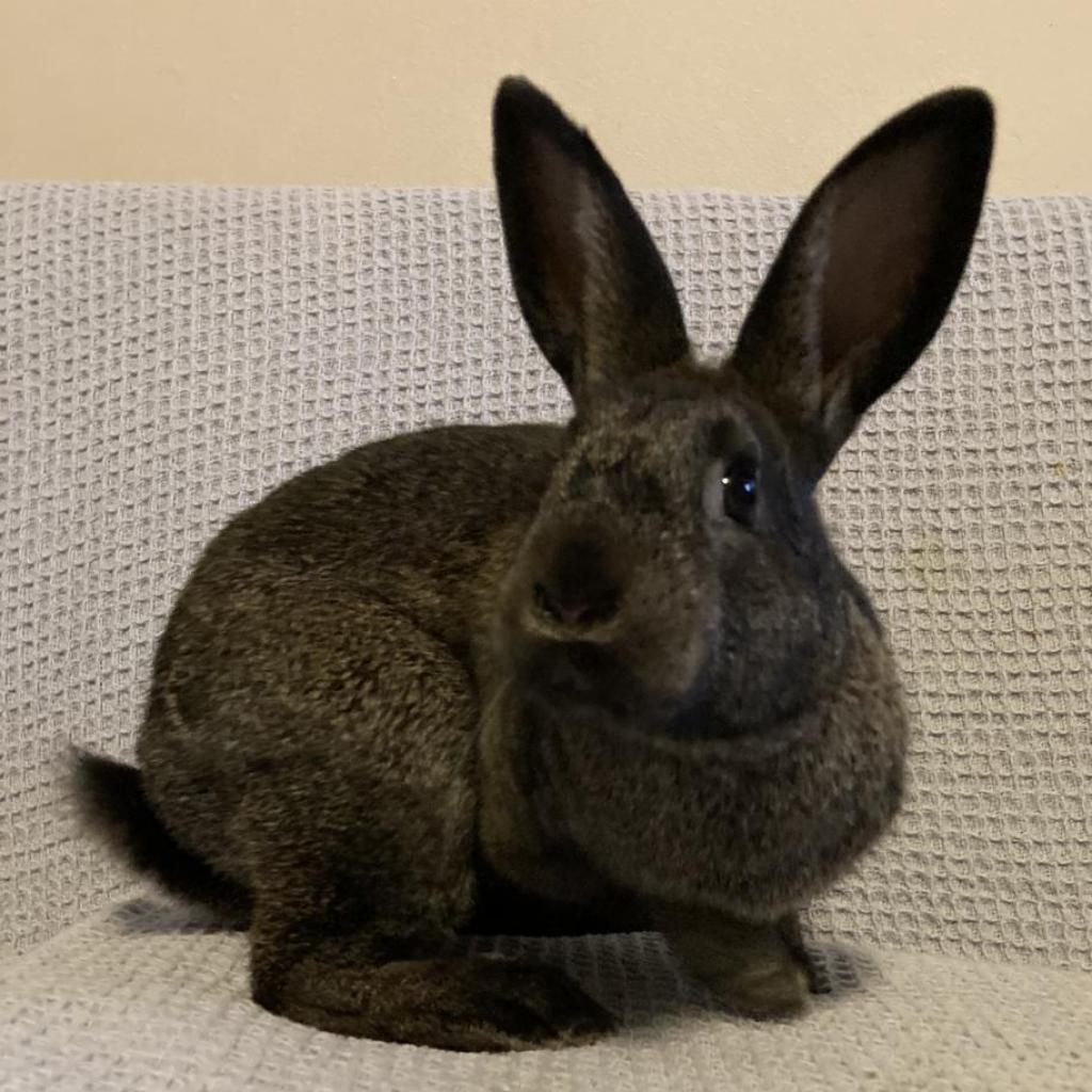Minnie (and Raven), Adoptable, Adult Female Bunny Rabbit.