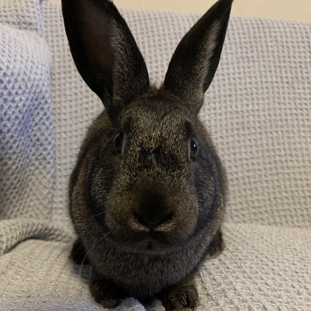 Minnie (and Raven), a Adoptable Bunny Rabbit in Baltimore, MD image 2/4
