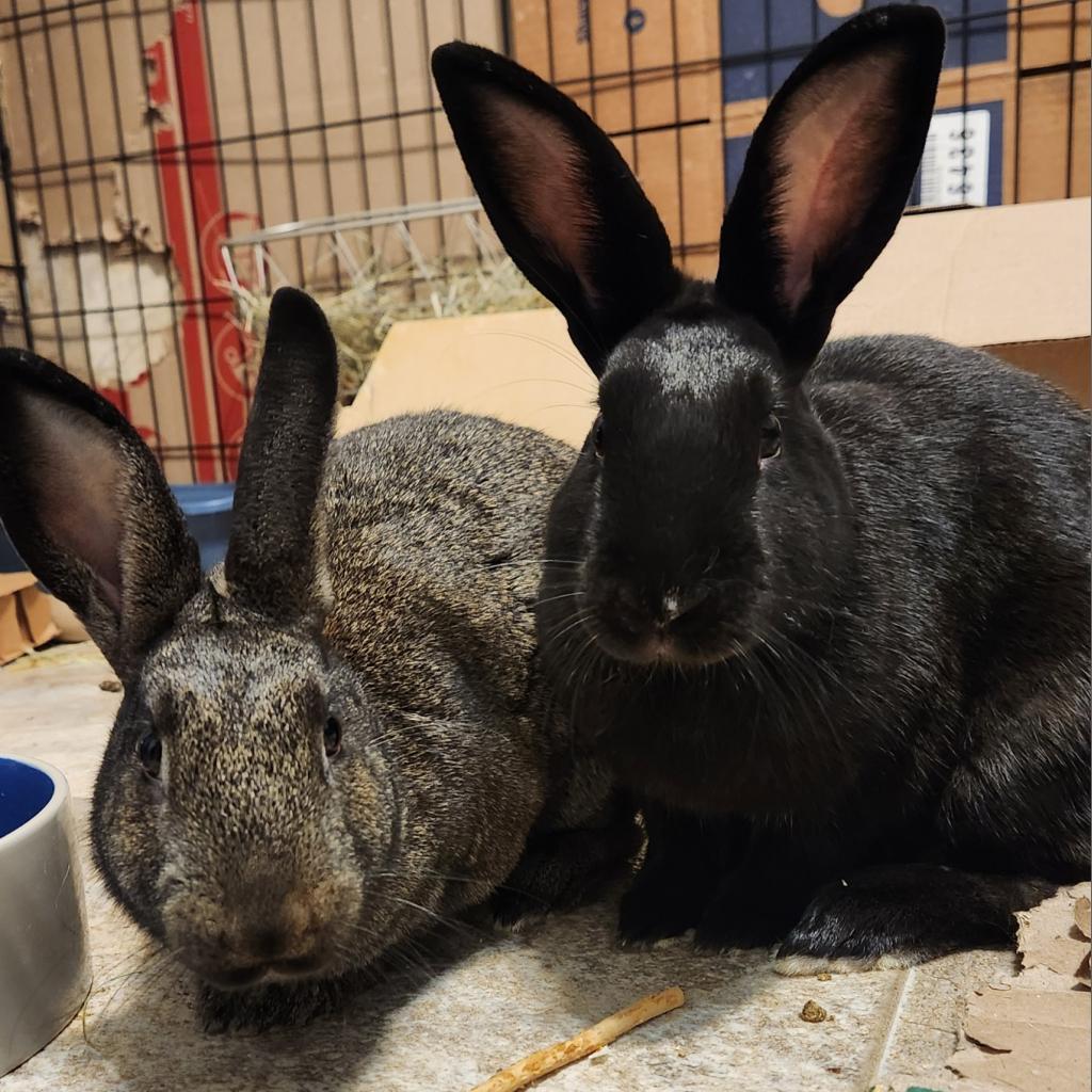 Enlarge Minnie (and Raven), a Adoptable Bunny Rabbit in Baltimore, MD image 3/4