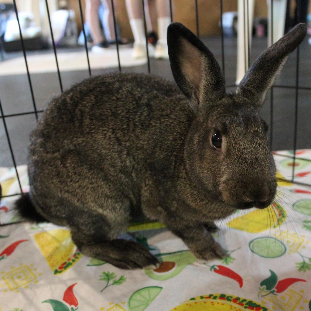 Minnie (and Raven), a Adoptable Bunny Rabbit in Baltimore, MD image 4/4