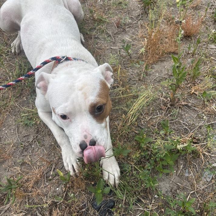 Autumn, Adoptable, Young Female English Bulldog & Mixed Breed.
