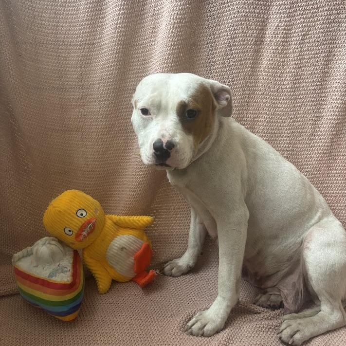 Autumn, a Adoptable mixed breed in North Charleston, SC image 2/5
