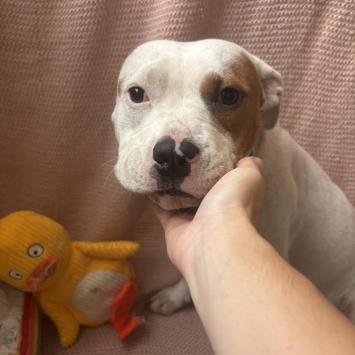 Autumn, a Adoptable mixed breed in North Charleston, SC image 3/5