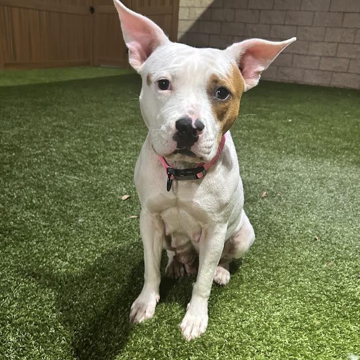 Autumn, a Adoptable mixed breed in North Charleston, SC image 4/6