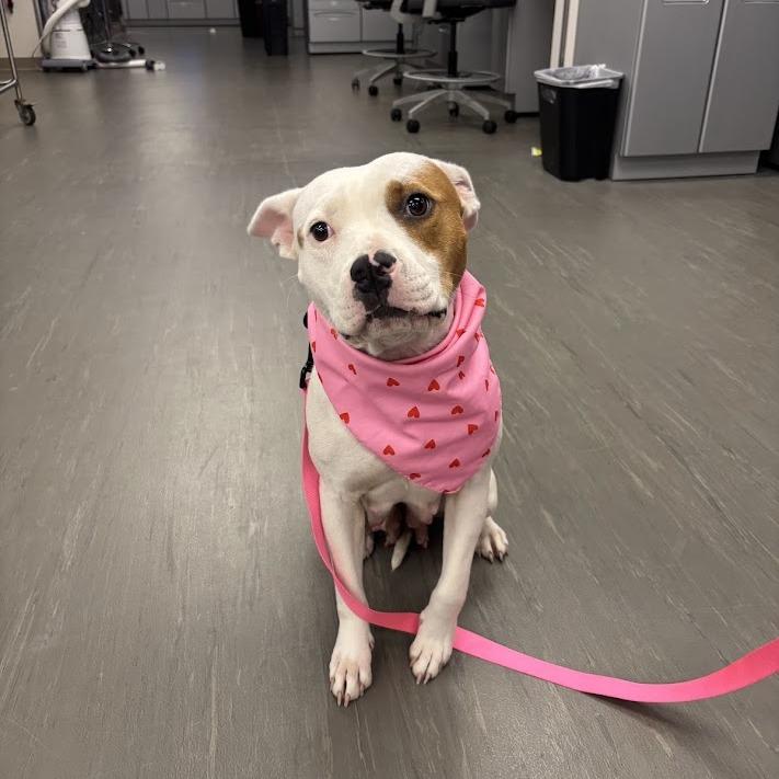Autumn, a Adoptable mixed breed in North Charleston, SC image 5/6