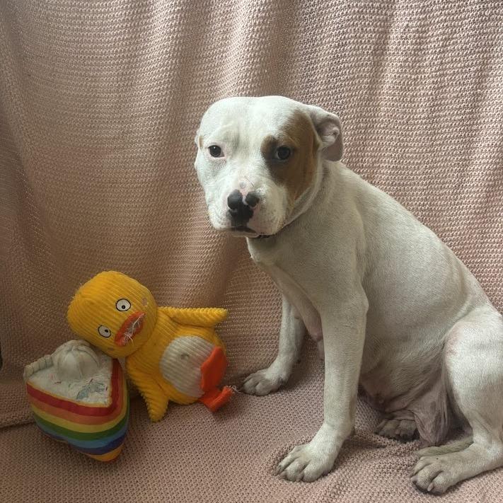 Autumn, a Adoptable mixed breed in North Charleston, SC image 5/5