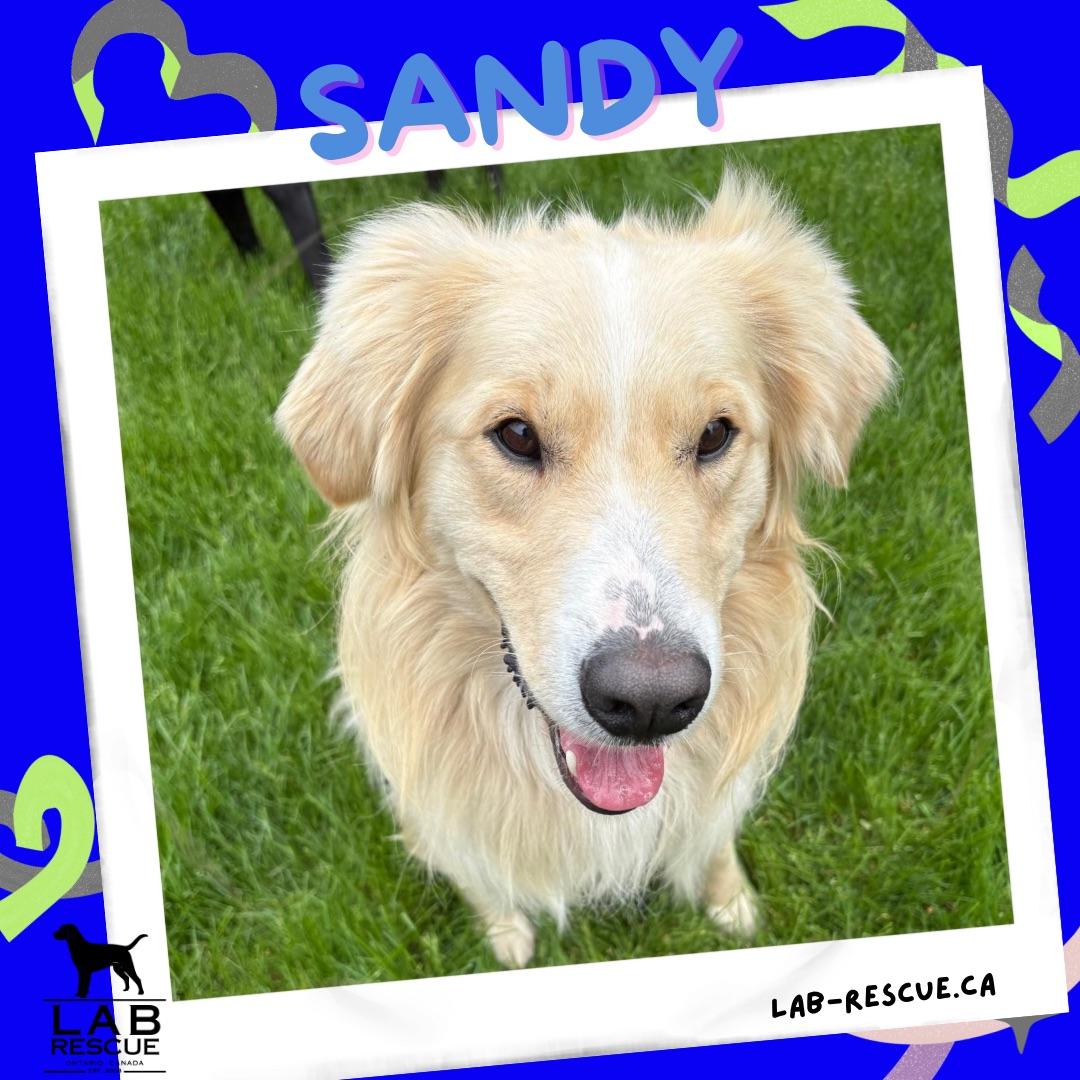 Sandy, ADOPTABLE, Young Male Golden Retriever.