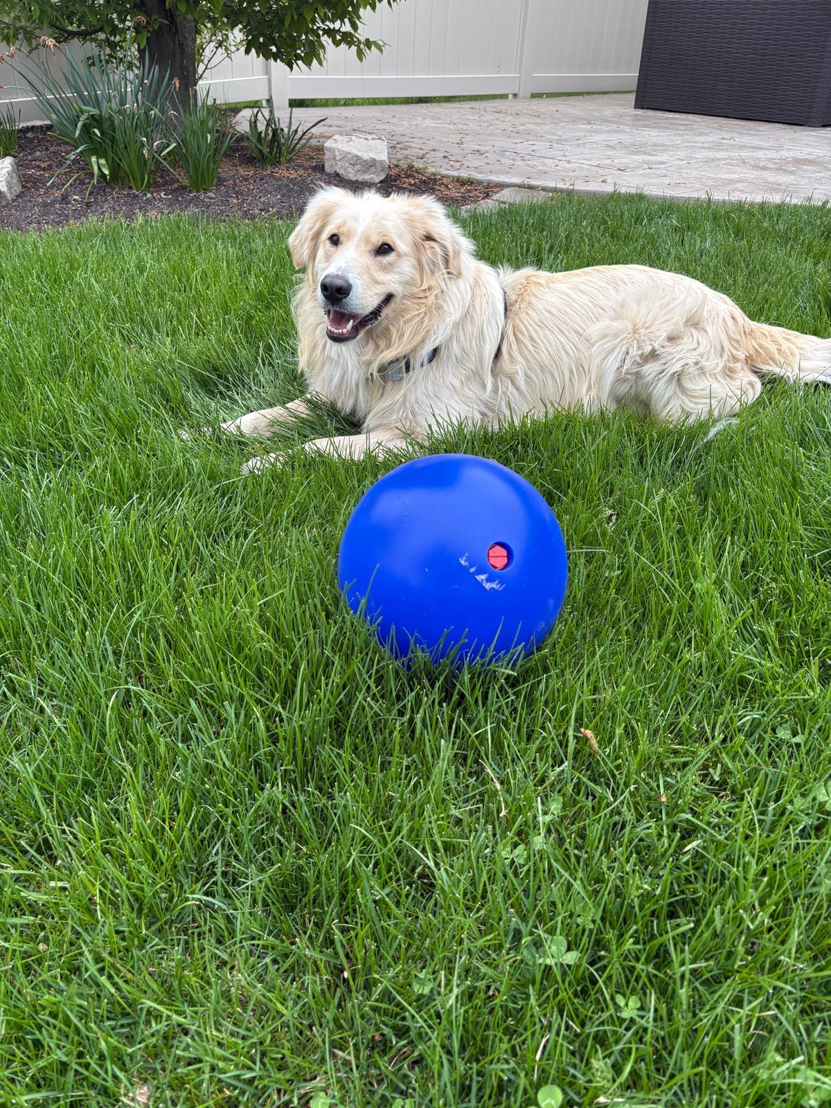 Sandy, a ADOPTABLE mixed breed in Oakville, ON image 5/6
