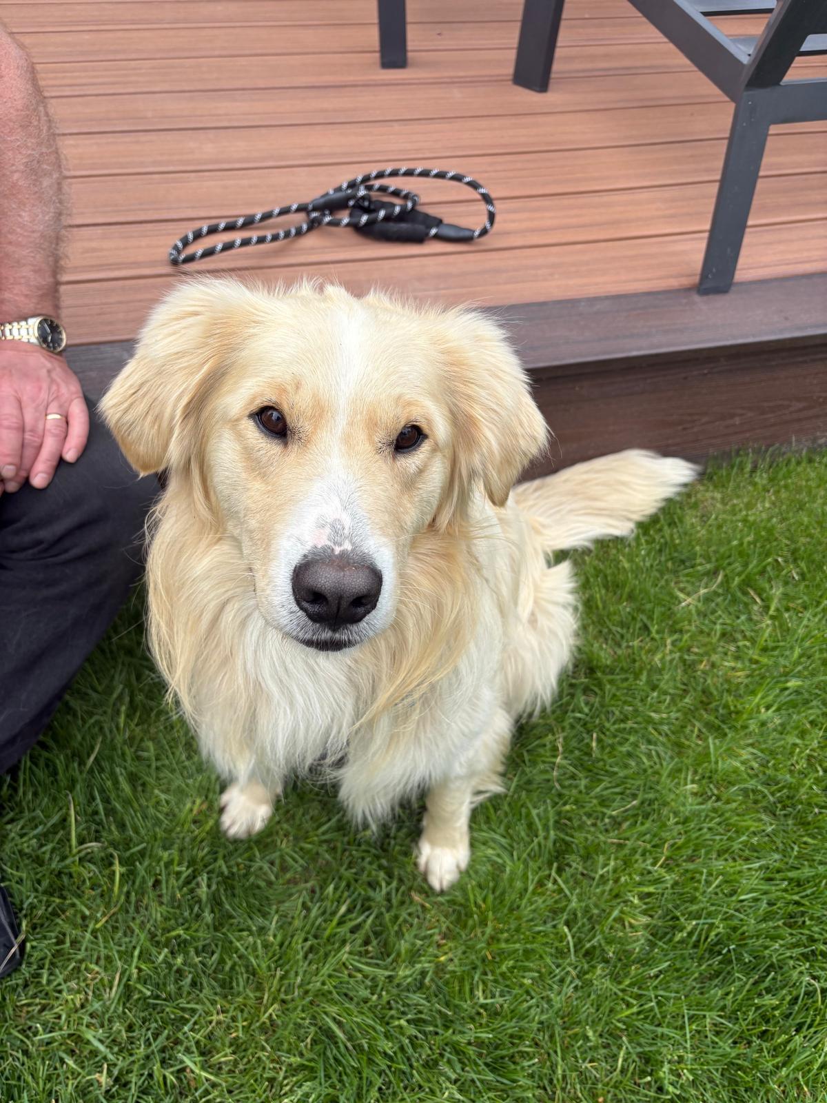 Sandy, a ADOPTABLE mixed breed in Oakville, ON image 2/6