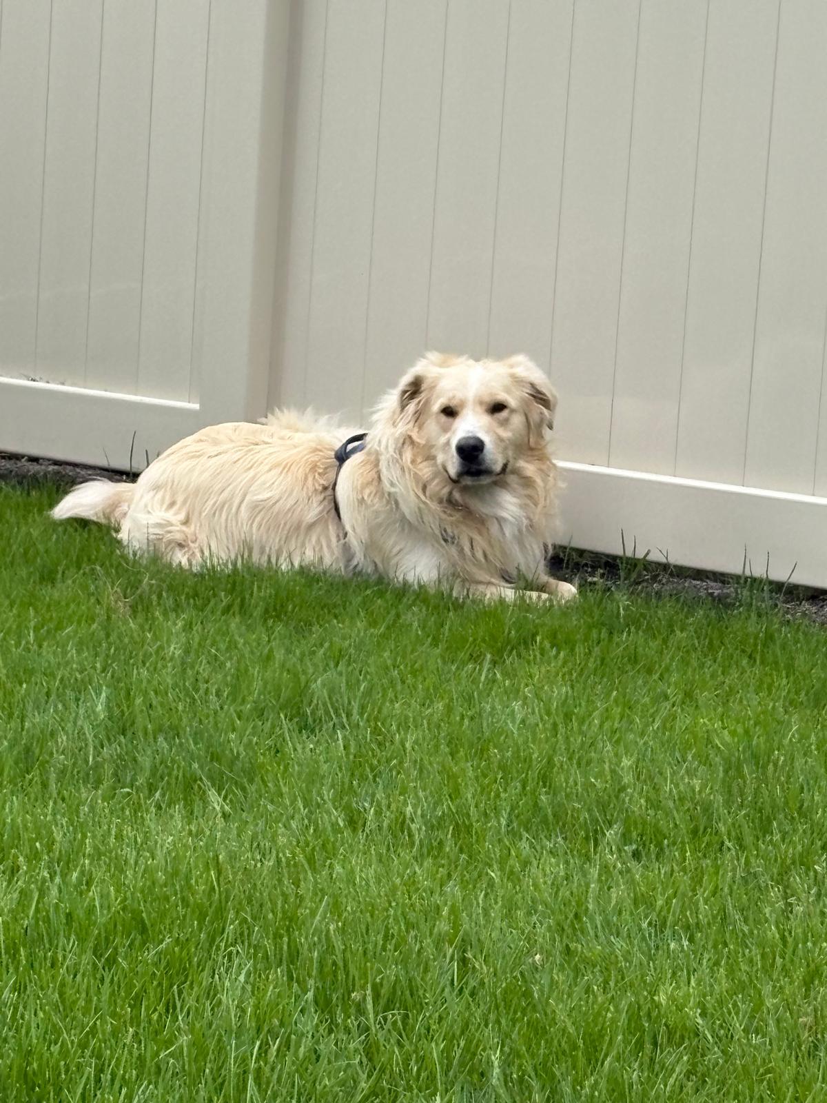 Sandy, a ADOPTABLE mixed breed in Oakville, ON image 3/6