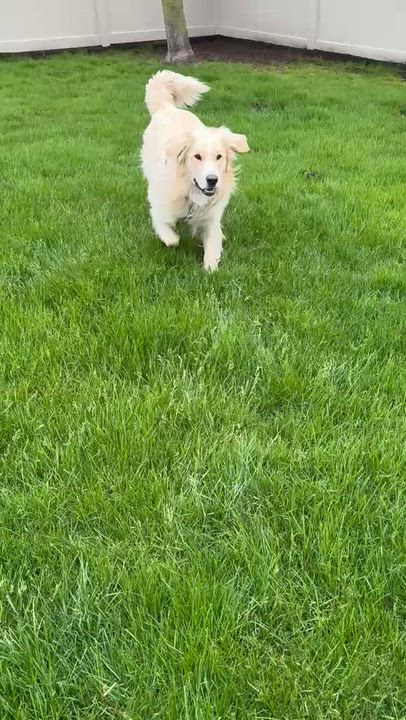 Enlarge Sandy, a ADOPTABLE mixed breed in Oakville, ON video 6/6