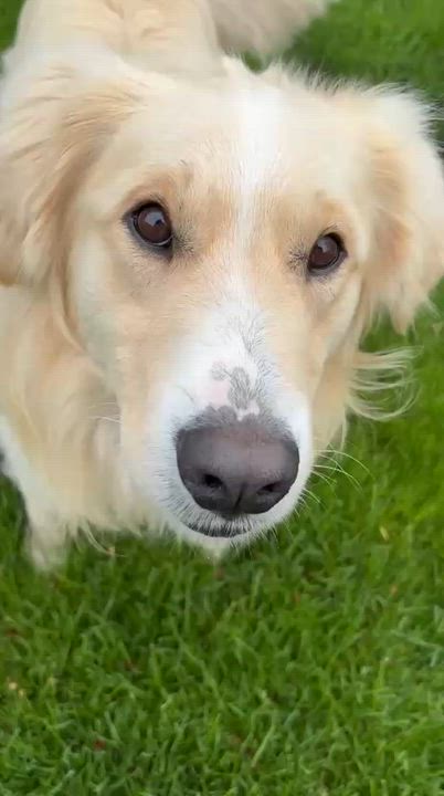 Enlarge Sandy, a ADOPTABLE mixed breed in Oakville, ON video 4/6