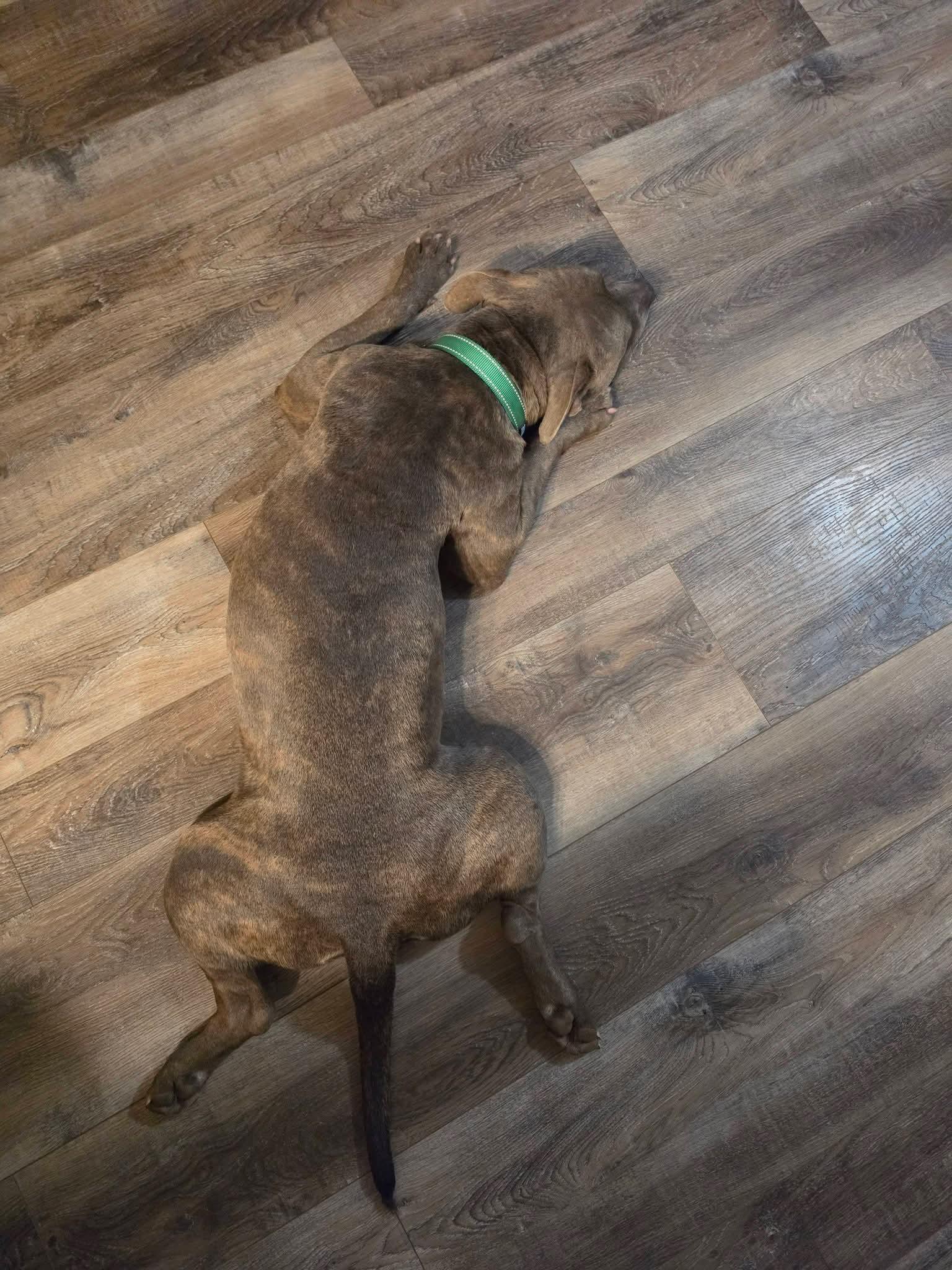 Enlarge Bindi, a ADOPTABLE Staffordshire Bull Terrier in Lexington, MO image 3/6