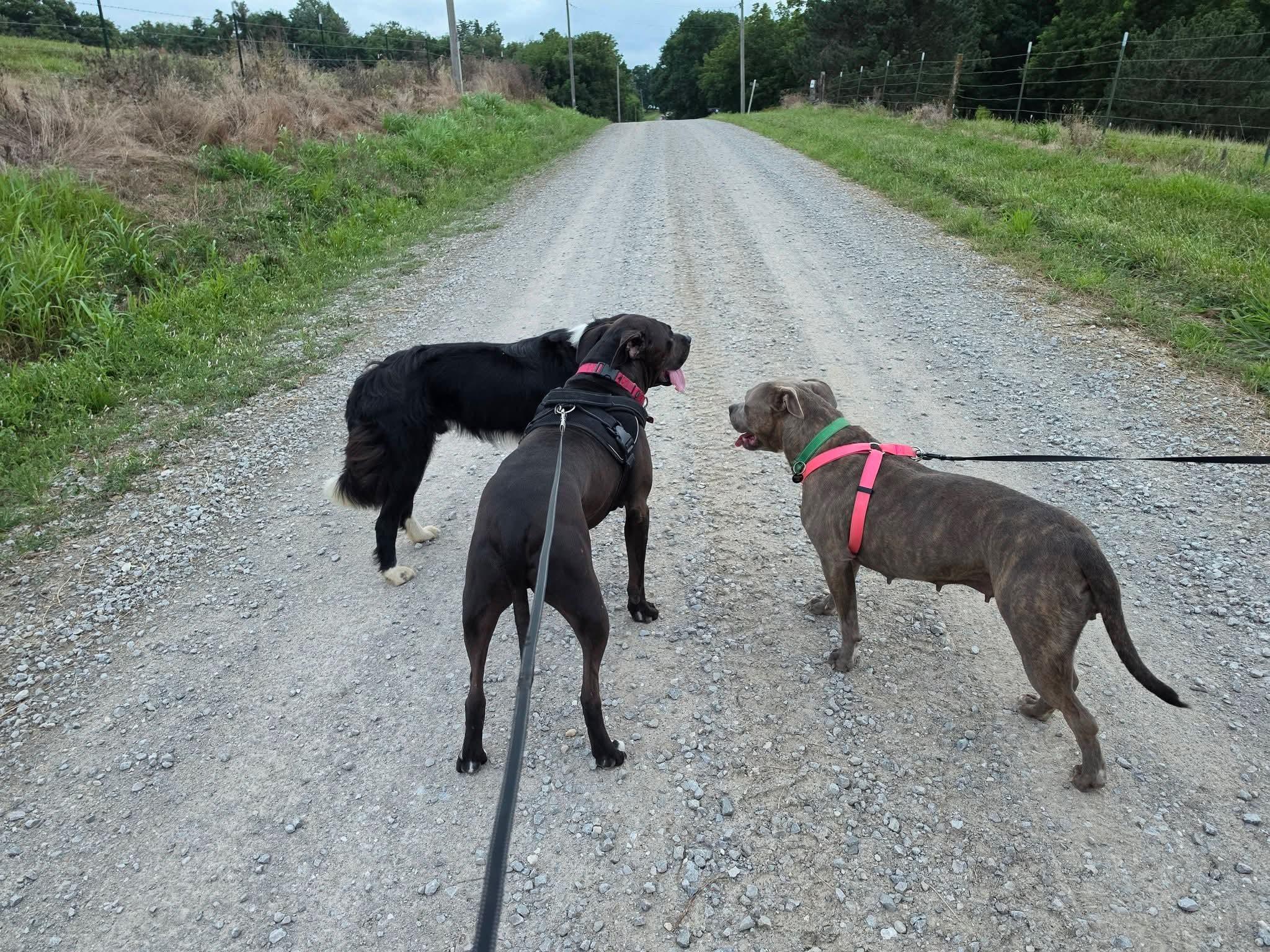 Enlarge Bindi, a ADOPTABLE Staffordshire Bull Terrier in Lexington, MO image 5/6