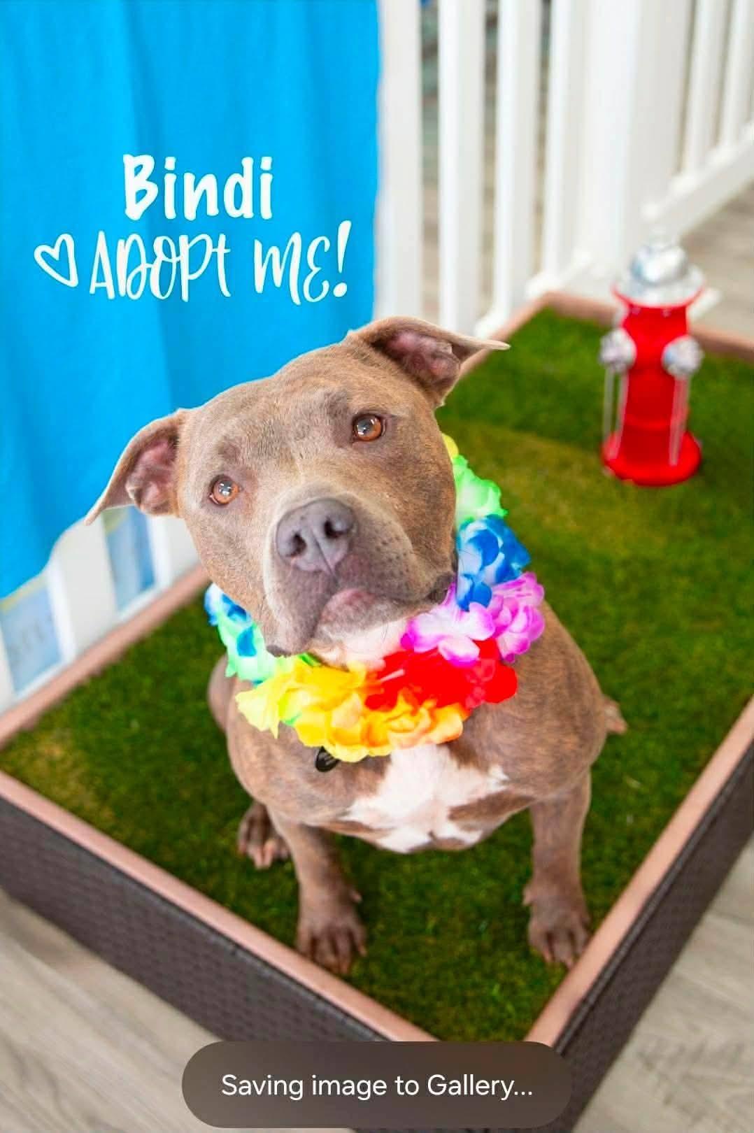 Enlarge Bindi, a ADOPTABLE Staffordshire Bull Terrier in Lexington, MO image 4/6