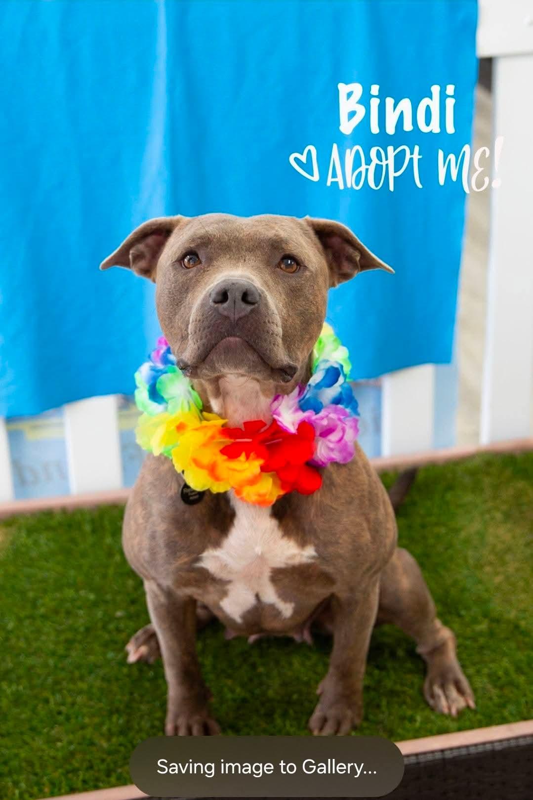 Bindi, ADOPTABLE, Adult Female Staffordshire Bull Terrier.