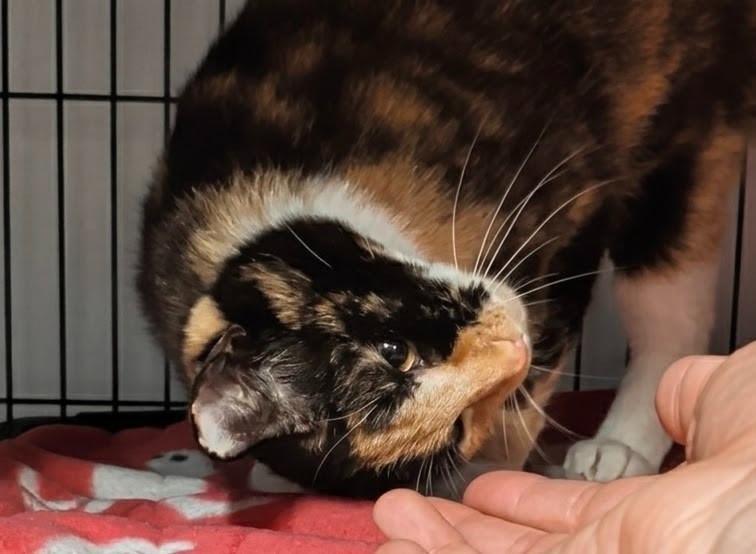 Enlarge Madrona, a Adoptable Calico in Shelton, WA image 1/4