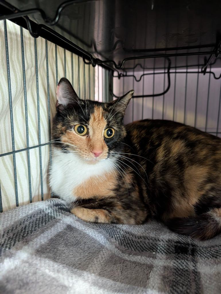 Enlarge Madrona, a Adoptable Calico in Shelton, WA image 2/4