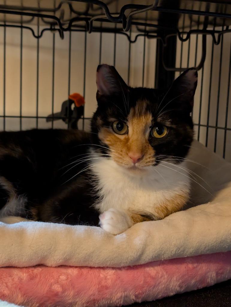 Enlarge Madrona, a Adoptable Calico in Shelton, WA image 3/4