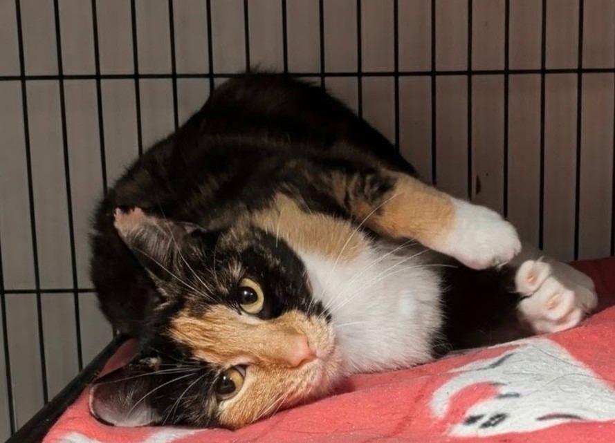 Enlarge Madrona, a Adoptable Calico in Shelton, WA image 4/4