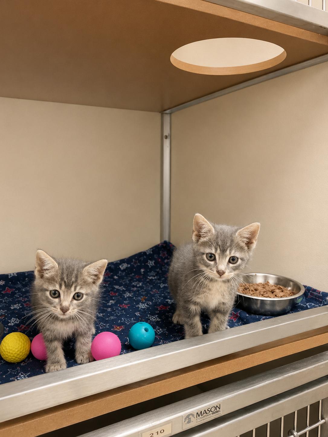 Kittens, ADOPTABLE, Kitten Female Domestic Short Hair.