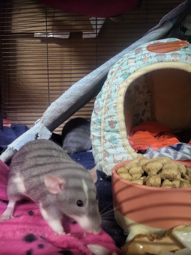 Enlarge Trixie, a Adoptable Rat in CRYSTAL LAKE, IL image 1/6