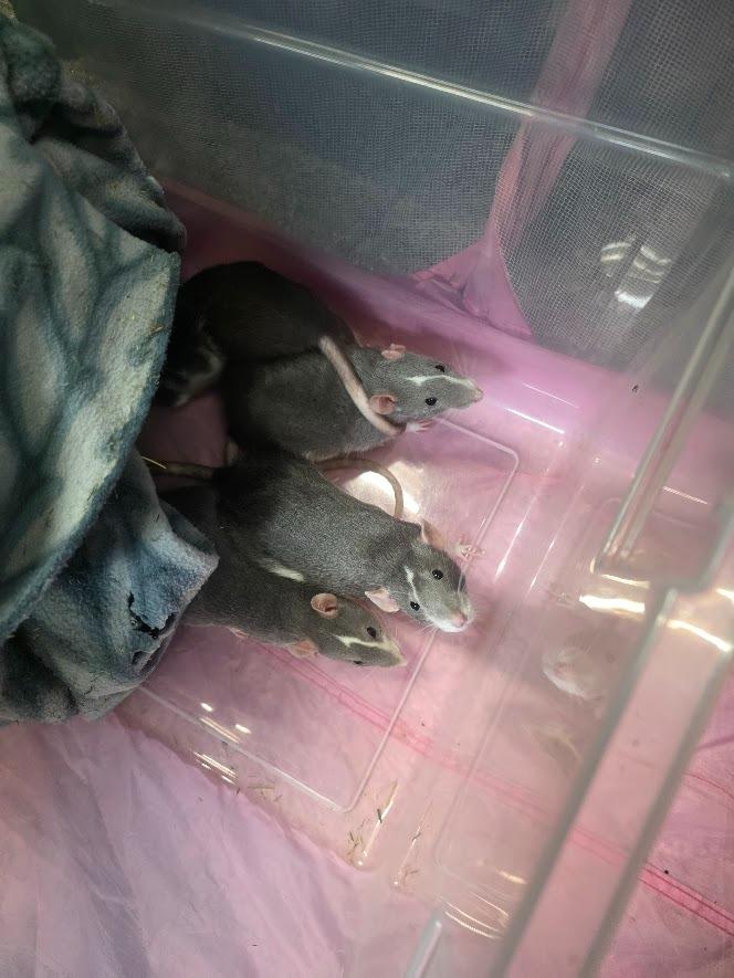 Enlarge Trixie, a Adoptable Rat in CRYSTAL LAKE, IL image 2/6