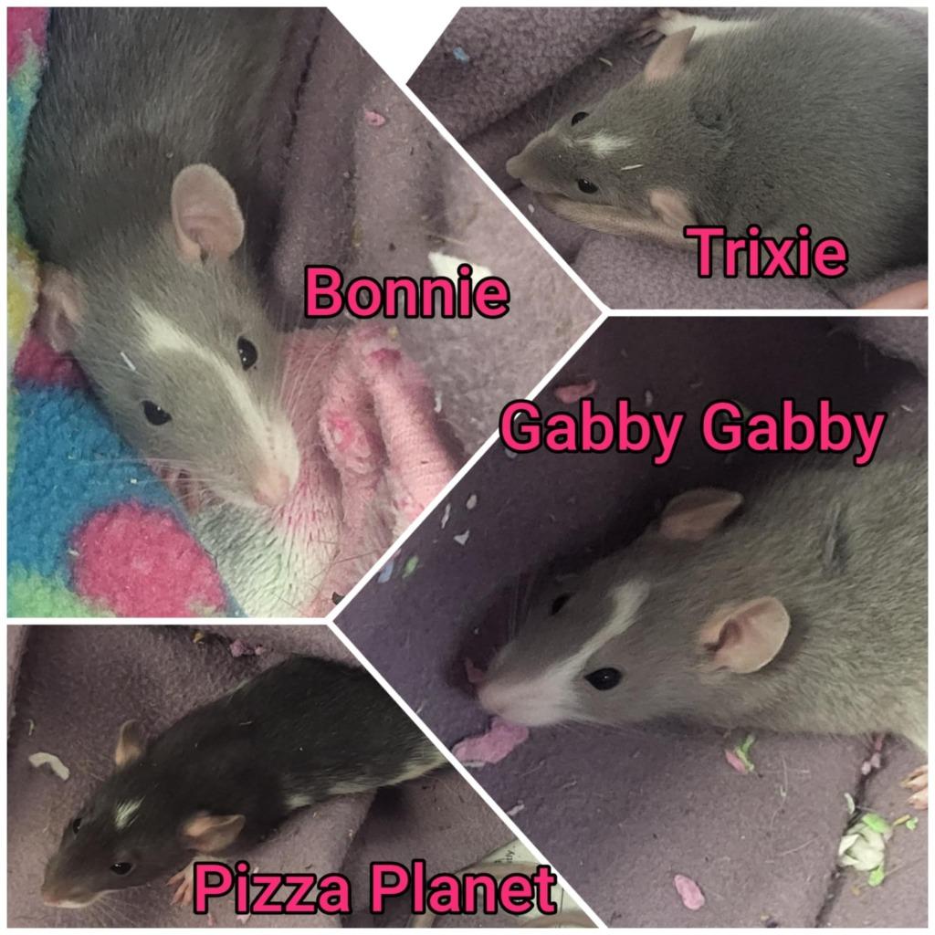 Enlarge Trixie, a Adoptable Rat in CRYSTAL LAKE, IL image 4/6