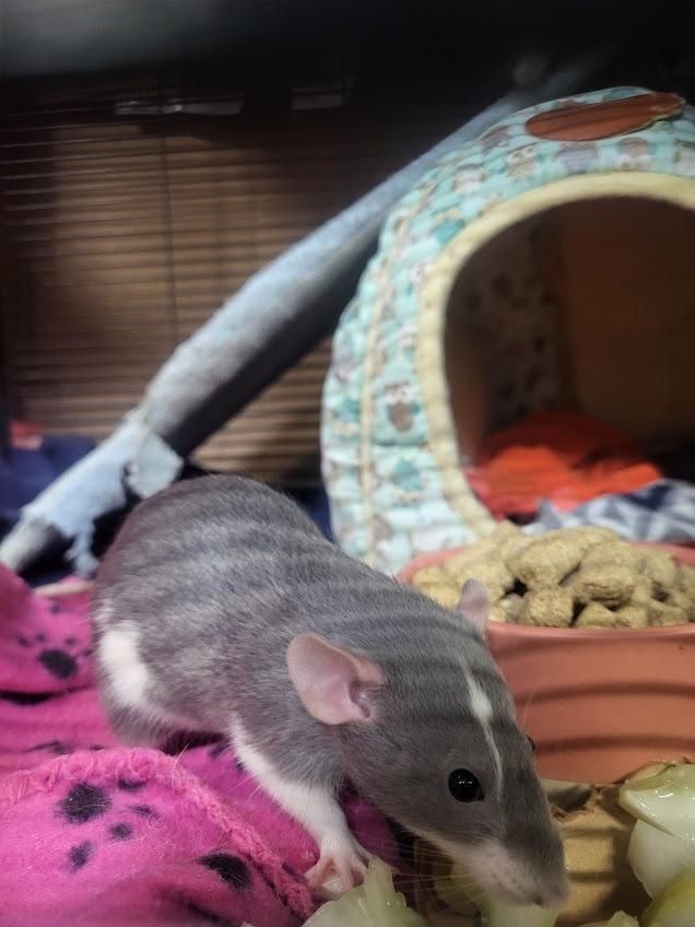 Enlarge Trixie, a Adoptable Rat in CRYSTAL LAKE, IL image 5/6