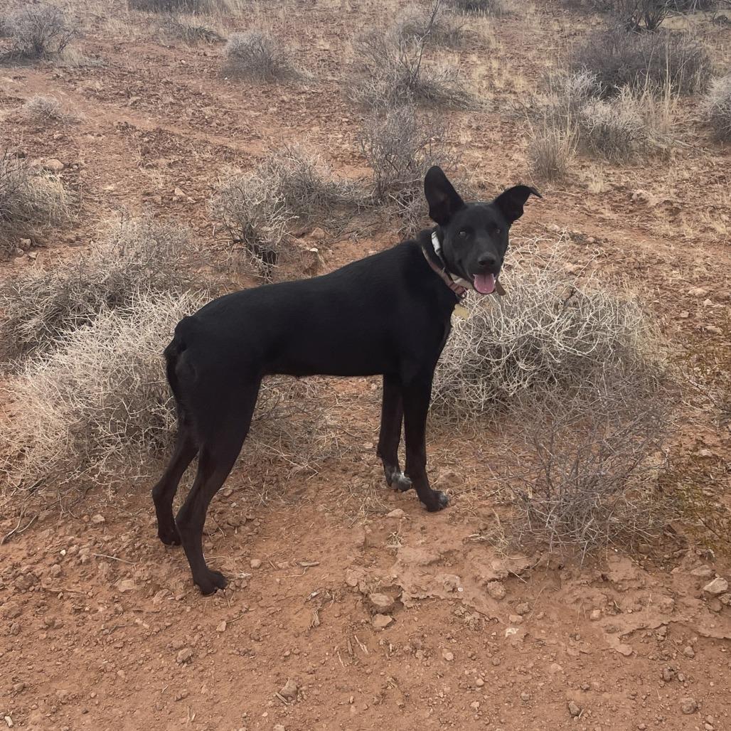 Enlarge Arie, a Adoptable mixed breed in St. George, UT image 1/6