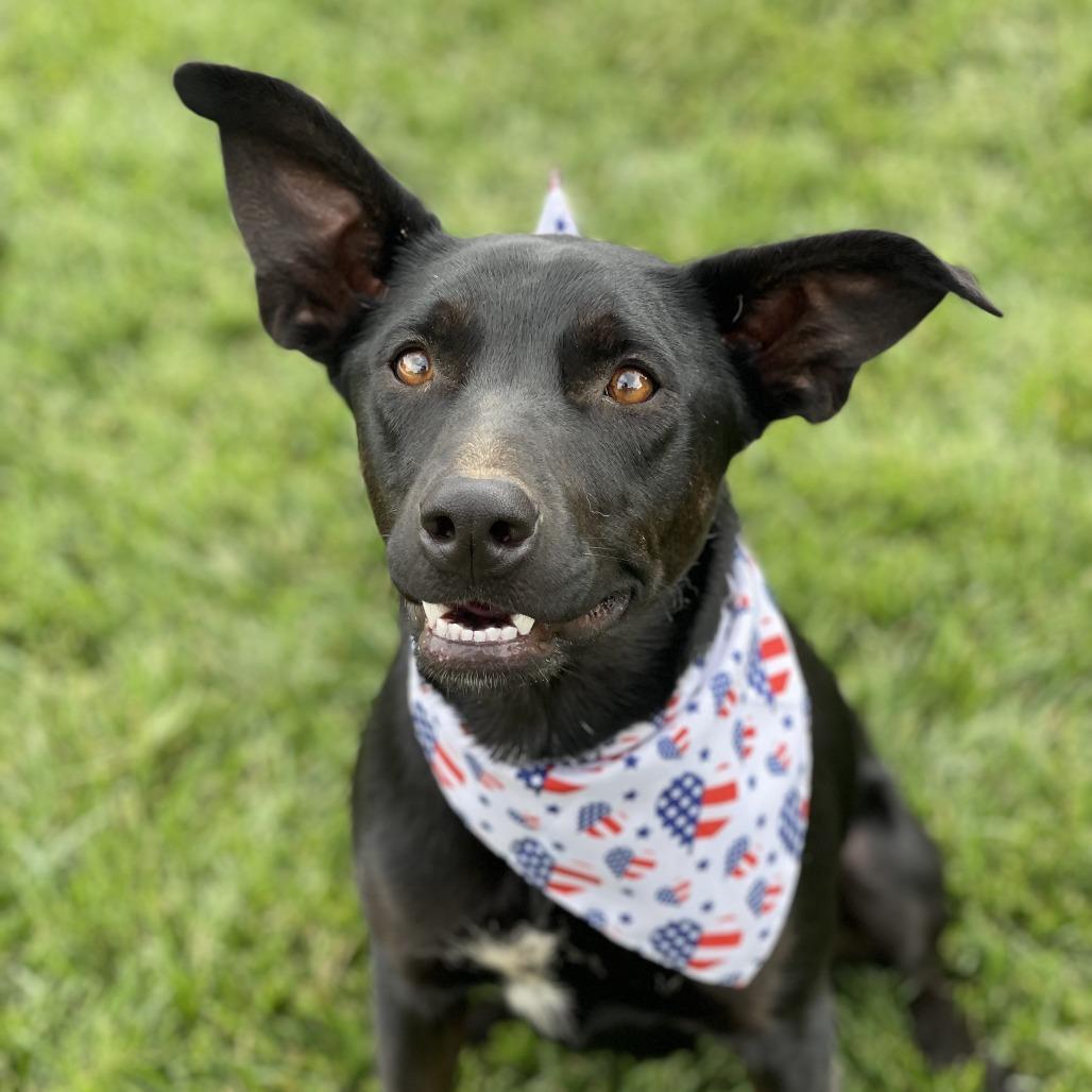 Enlarge Arie, a Adoptable mixed breed in St. George, UT image 1/6