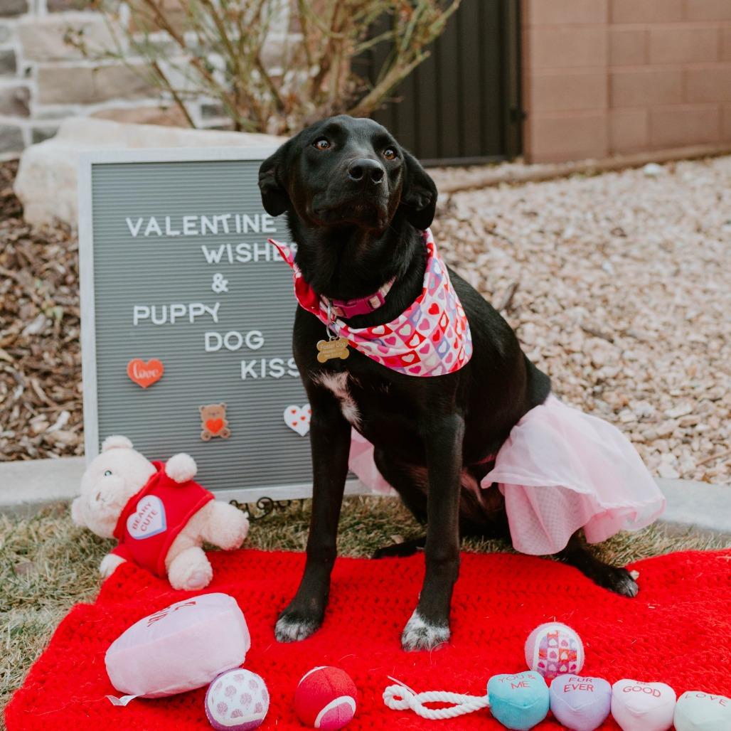 Enlarge Arie, a Adoptable mixed breed in St. George, UT image 2/6