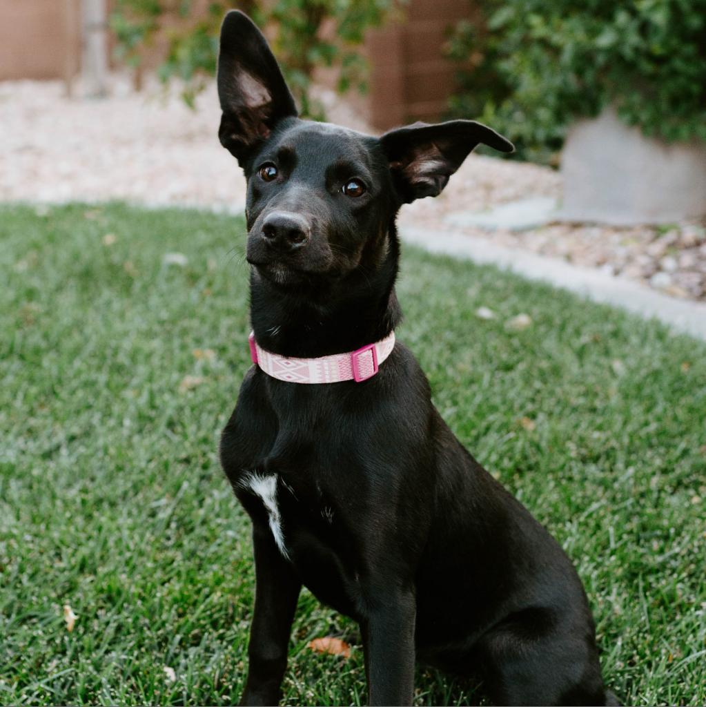 Enlarge Arie, a Adoptable mixed breed in St. George, UT image 3/6