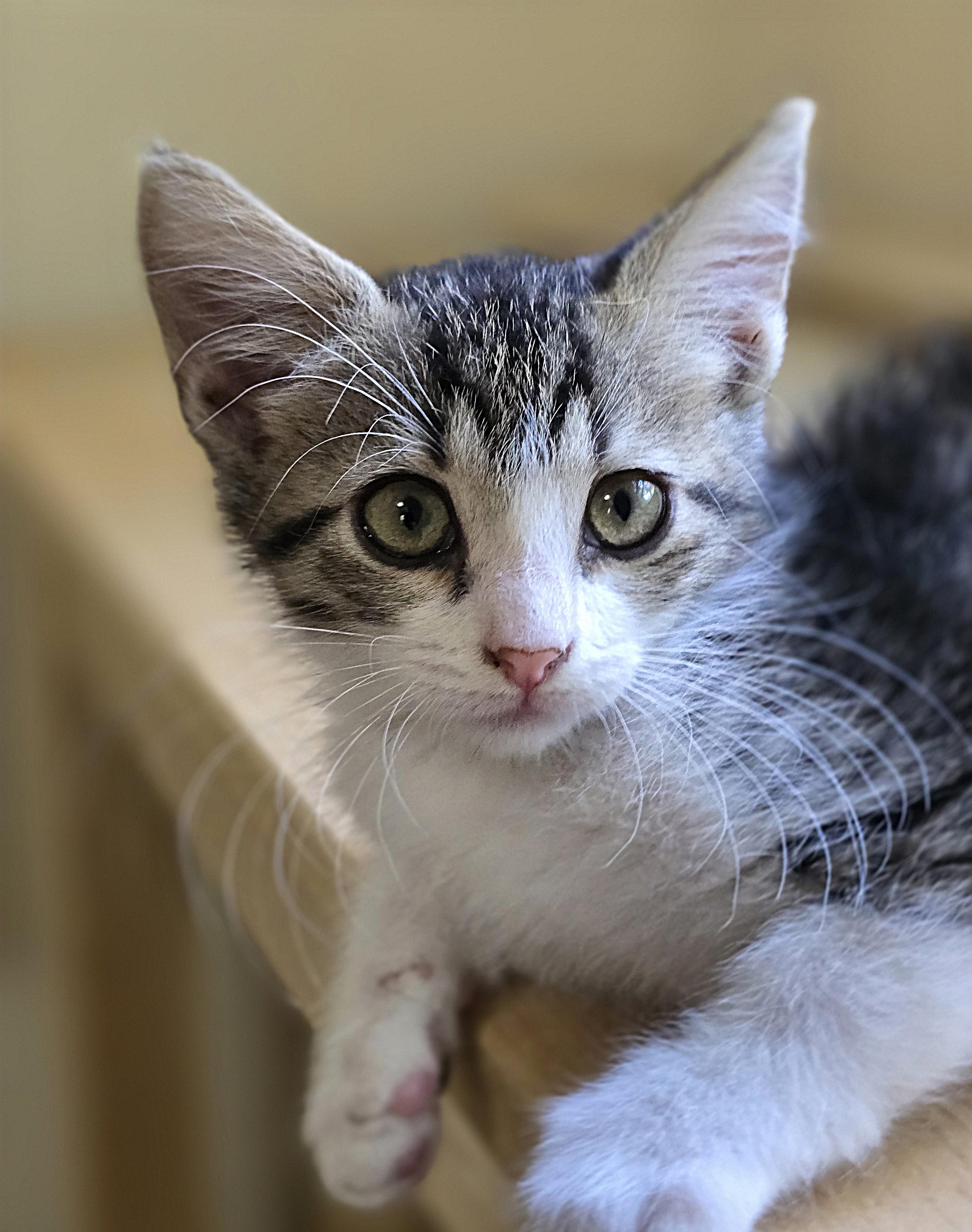 Enlarge Cindy, a ADOPTABLE Domestic Short Hair in Wilmington, NC image 1/1