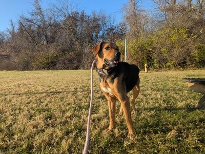 Wander, a Adoptable Mixed Breed in Independence, MO image 1/3