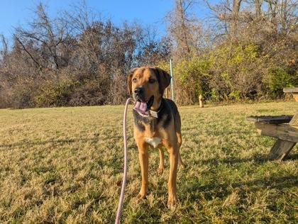 Wander, a Adoptable Mixed Breed in Independence, MO image 2/3