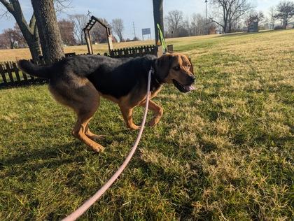 Wander, a Adoptable Mixed Breed in Independence, MO image 3/3