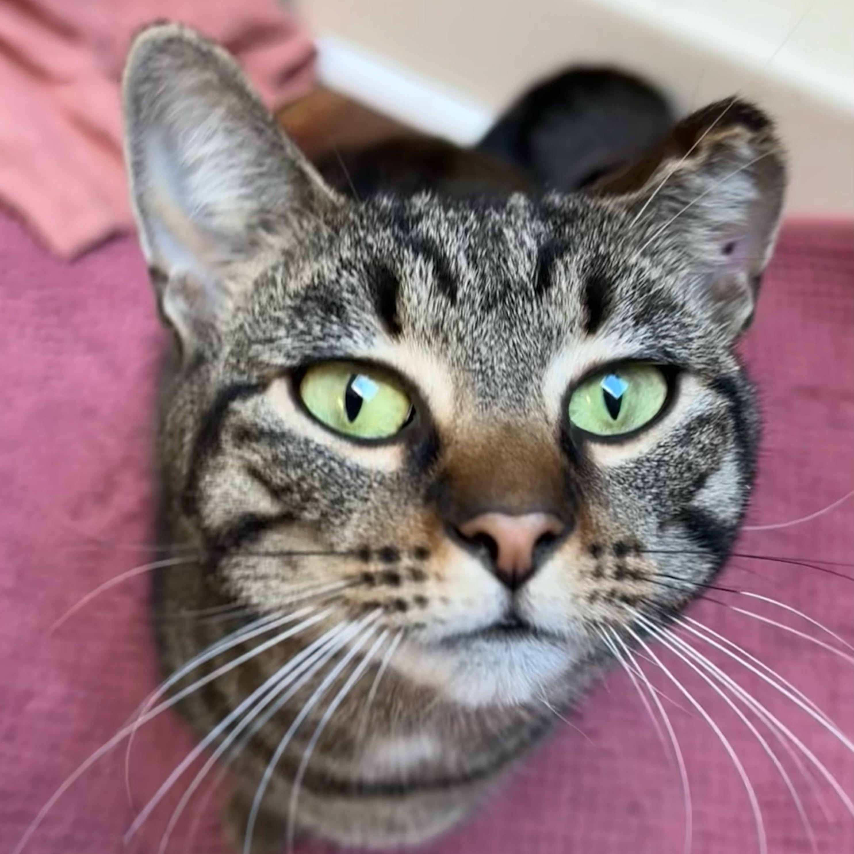 Enlarge CARMEN, a Adoptable Tabby in Hamilton, NJ image 2/4