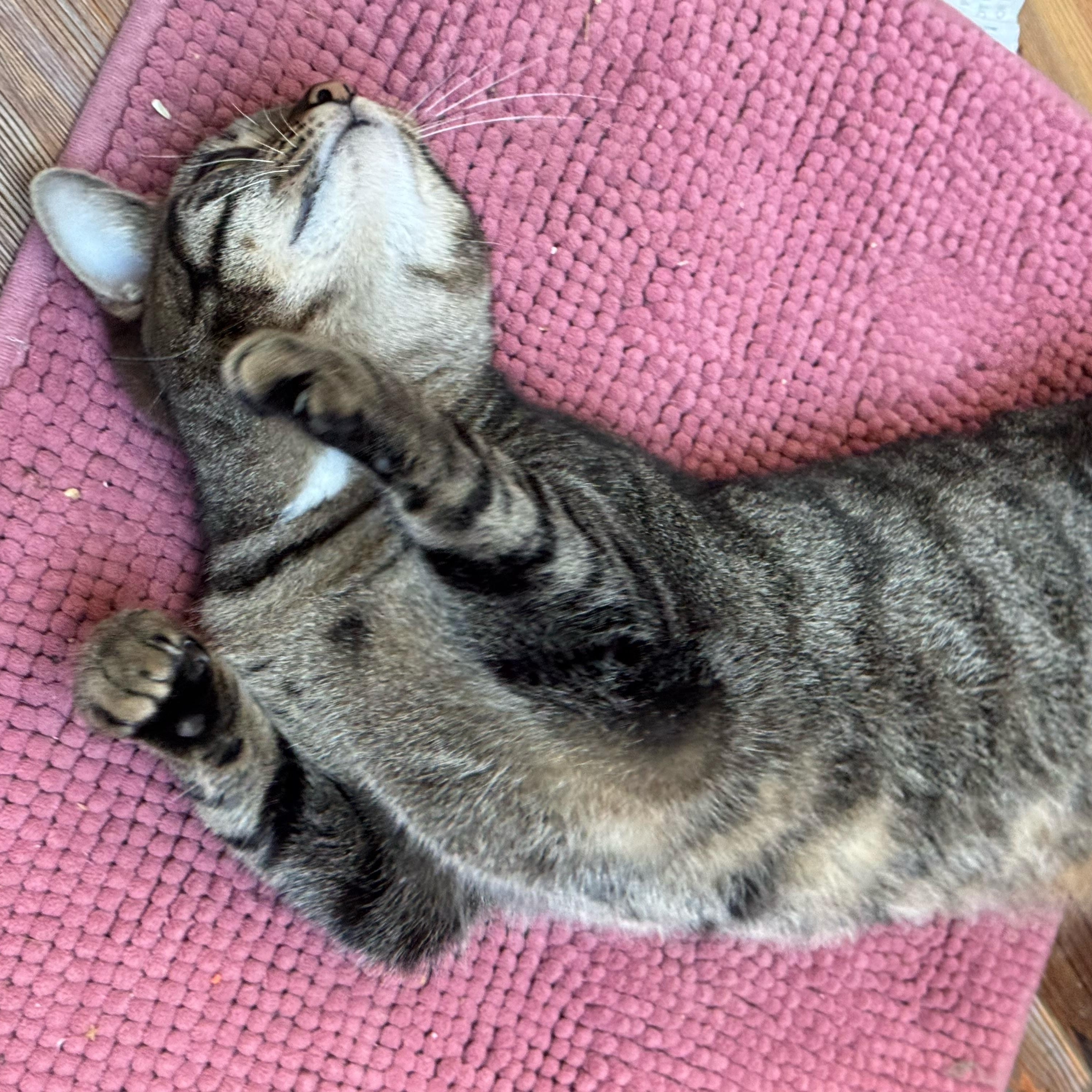 Enlarge CARMEN, a Adoptable Tabby in Hamilton, NJ image 3/4