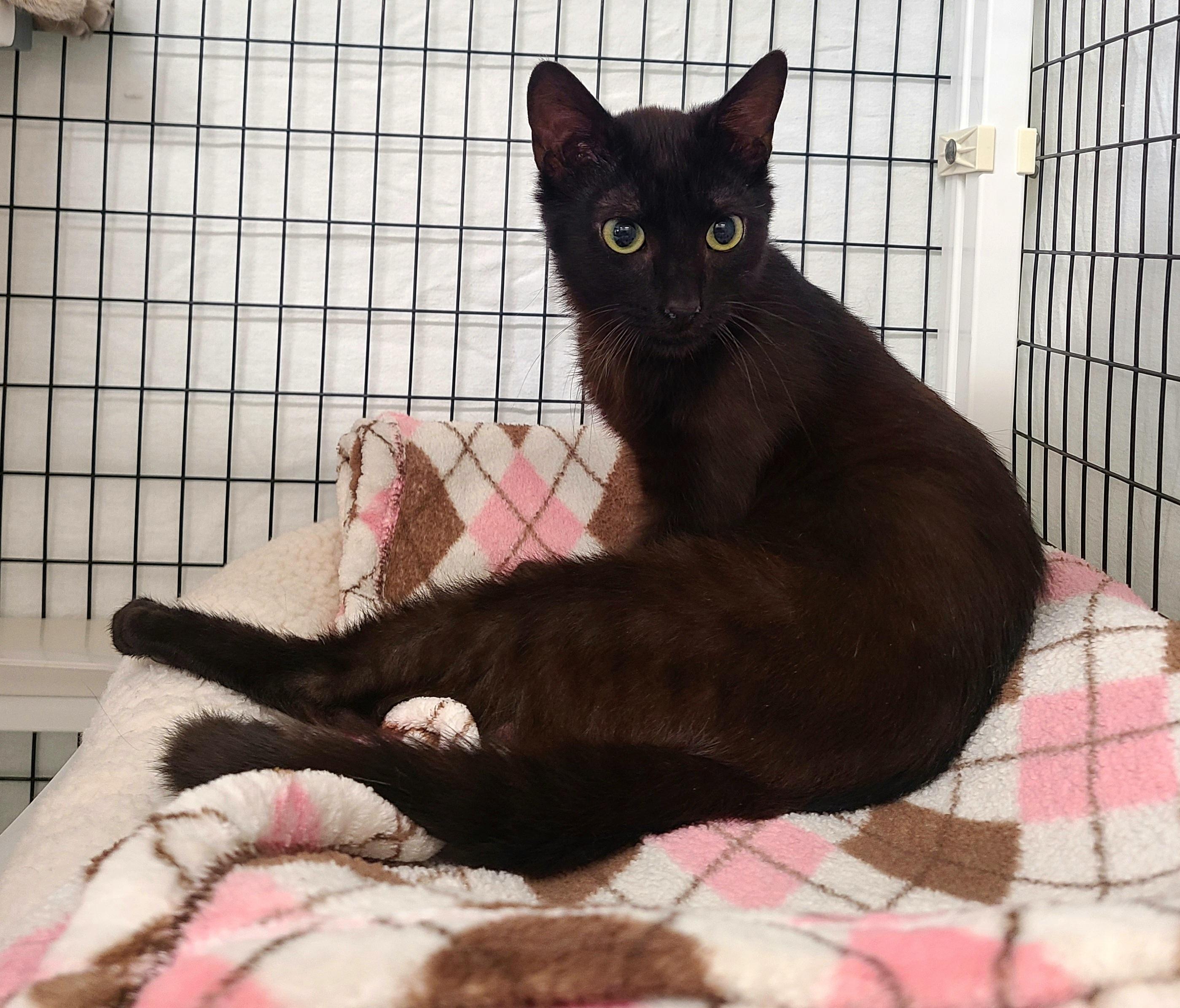 Enlarge Risk, a ADOPTABLE Domestic Short Hair in Kirkland, WA image 1/1